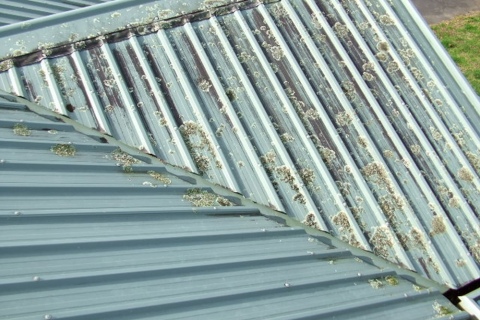 Moss Control - Hamilton & Waikato