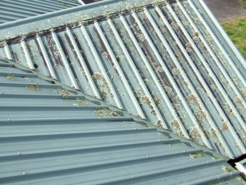 Moss Control - Hamilton & Waikato