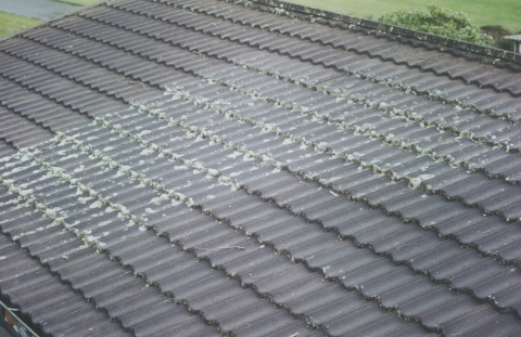 Moss Control - Hamilton & Waikato